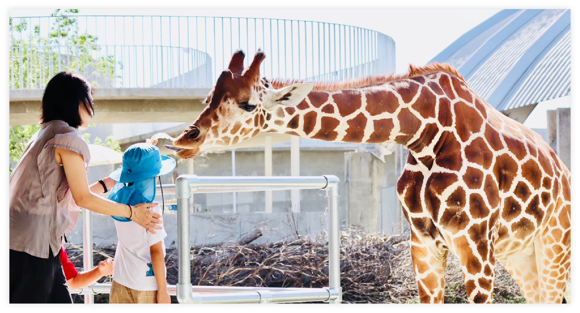 キリンへの餌やり体験