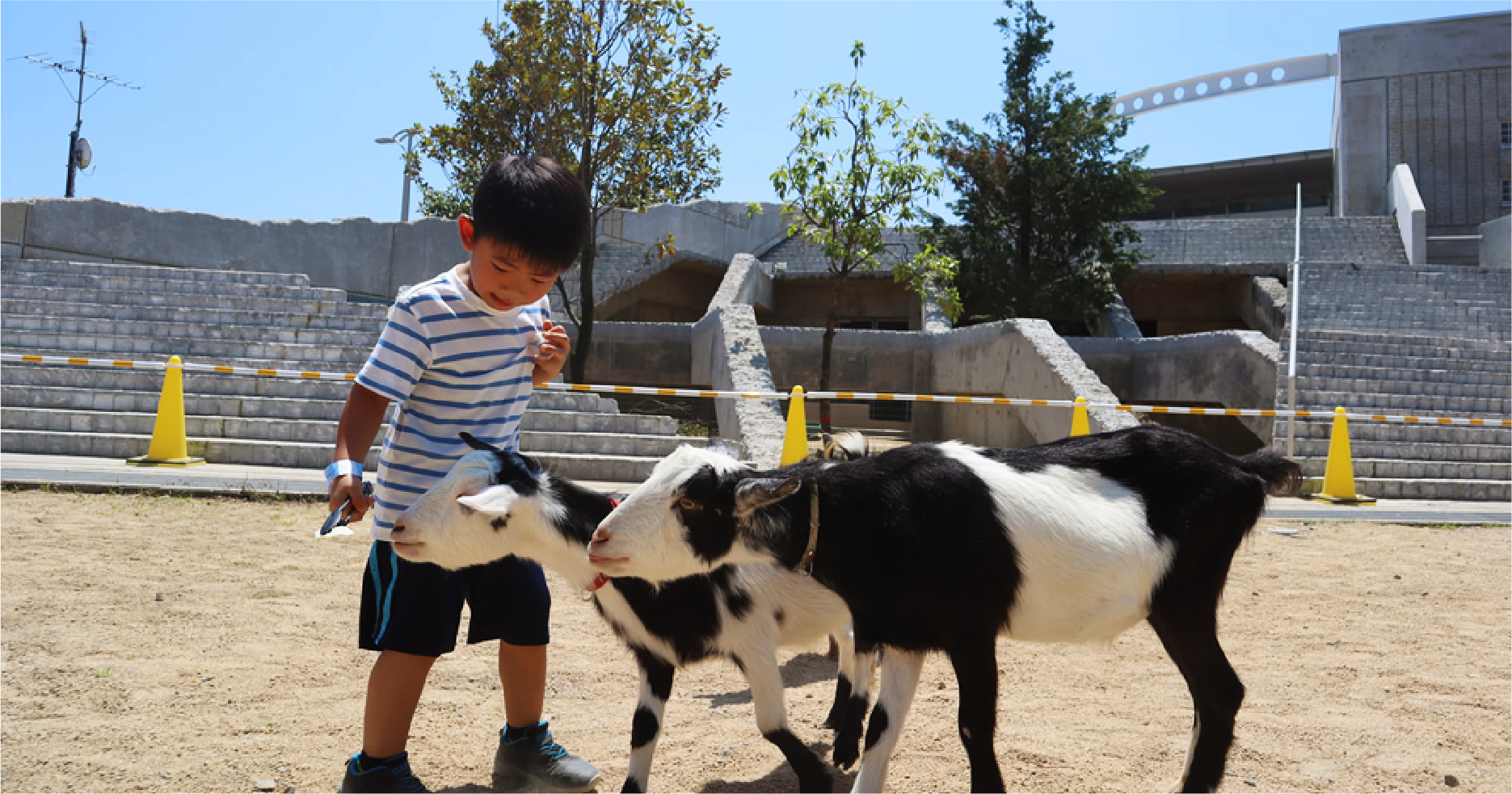 やぎとの触れ合いの様子